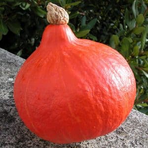 Calabaza Kapitoshka sabrosa y brillante: conociendo la variedad y reseñas de los jardineros sobre su cultivo