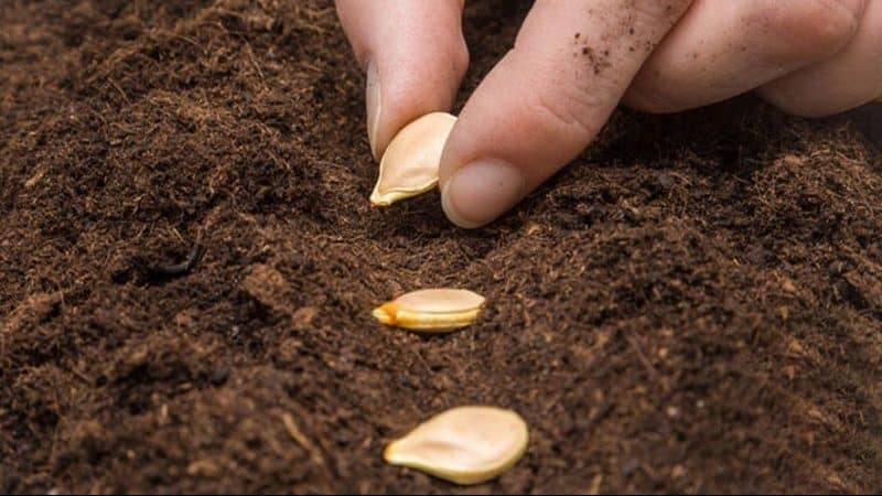 Calabaza Kapitoshka sabrosa y brillante: conociendo la variedad y reseñas de los jardineros sobre su cultivo