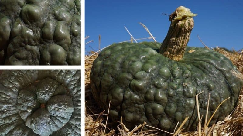 Uzun süreli depolamaya ve çiğ tüketime uygun lezzetli bir çeşit - Chioggia'dan Marina balkabağı