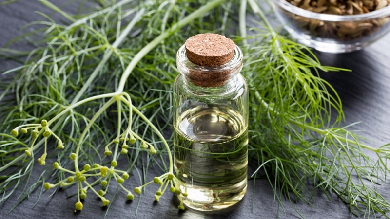 Dill is an effective remedy for facial beauty and more