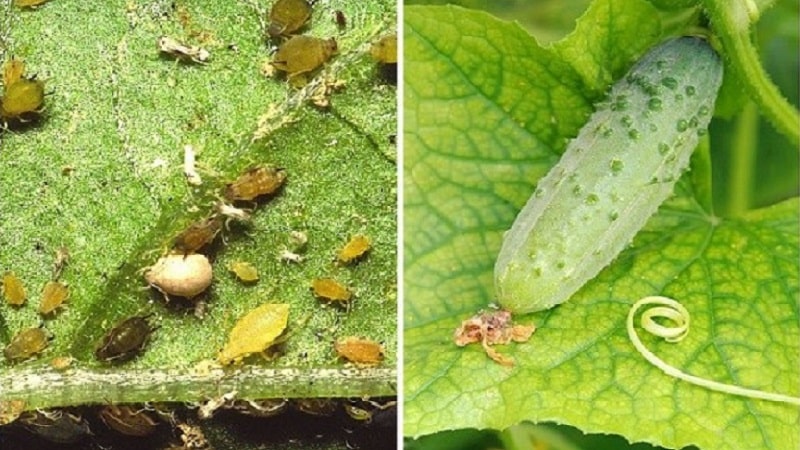 Ang suka ay ang pinakamahusay na katutubong lunas para sa paglaban sa mga aphids sa mga pipino