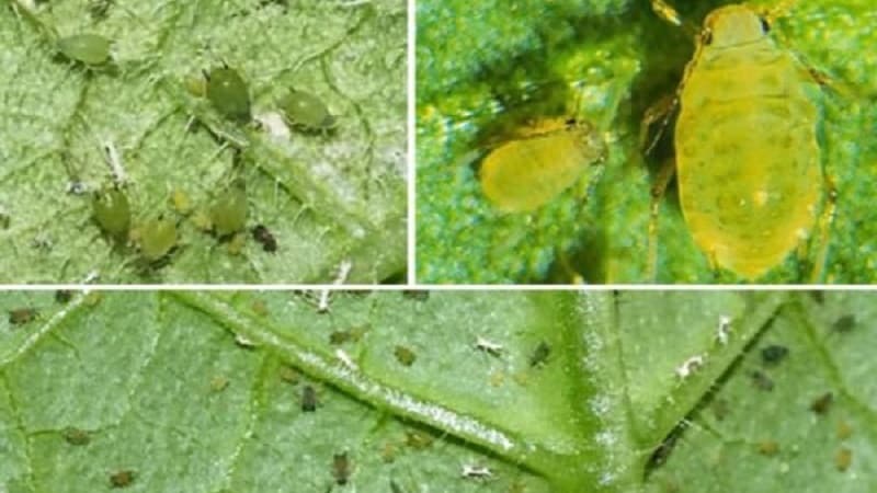 Vinegar is the best folk remedy for fighting aphids on cucumbers