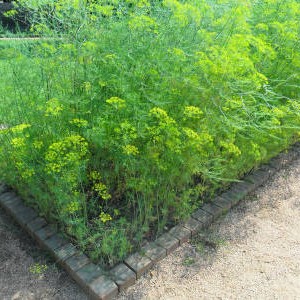 Important steps for obtaining a good harvest of Alligator dill: from seed preparation to disease prevention