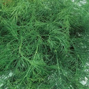 Important steps for obtaining a good harvest of Alligator dill: from seed preparation to disease prevention