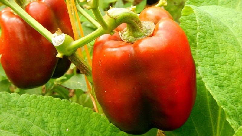 We grow on the site one of the most popular types of sweet pepper - Kubyshka