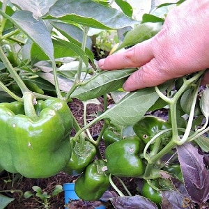 We grow on the site one of the most popular types of sweet pepper - Kubyshka