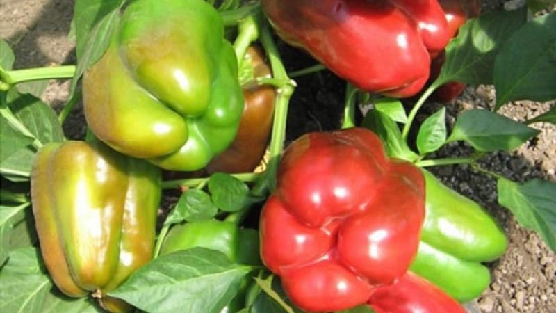 We grow on the site one of the most popular types of sweet pepper - Kubyshka