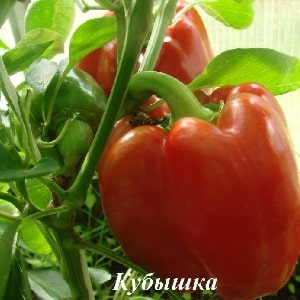 We grow on the site one of the most popular types of sweet pepper - Kubyshka