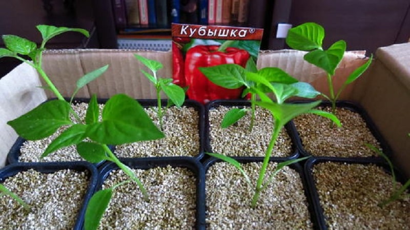 We grow on the site one of the most popular types of sweet pepper - Kubyshka