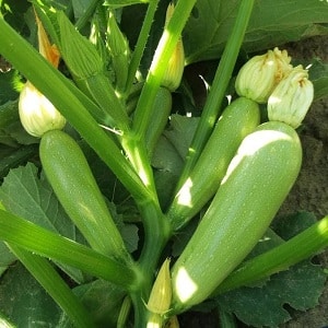 Coltiviamo correttamente le zucchine Aral resistenti alle malattie e superiamo i record di resa