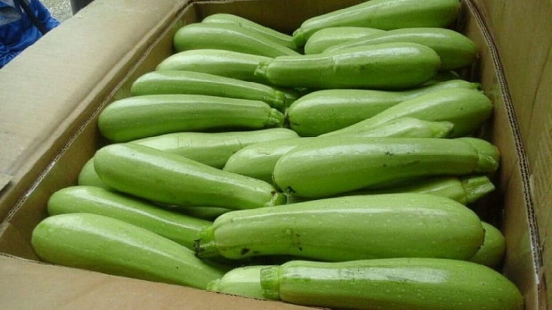 Coltiviamo correttamente le zucchine Aral resistenti alle malattie e superiamo i record di resa