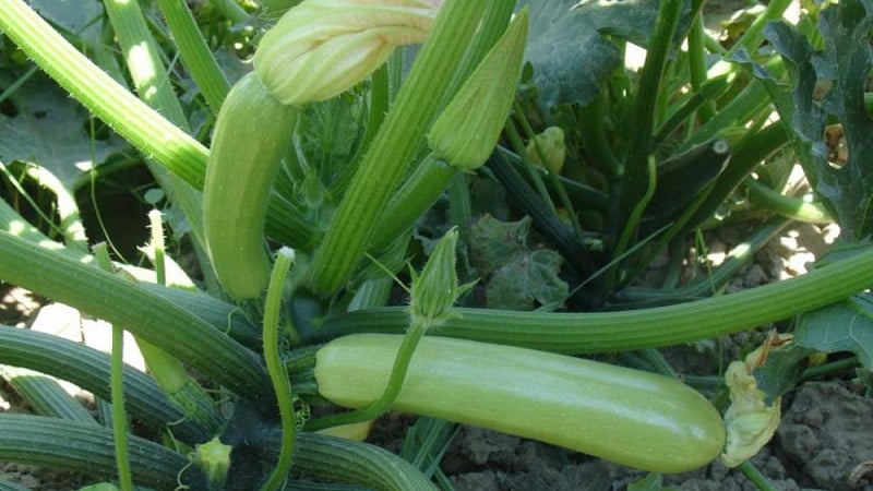 Cultivamos corretamente abobrinha Aral resistente a doenças e quebramos recordes de produção