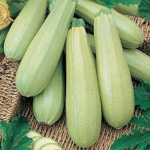 We grow disease-resistant Aral zucchini correctly and break yield records