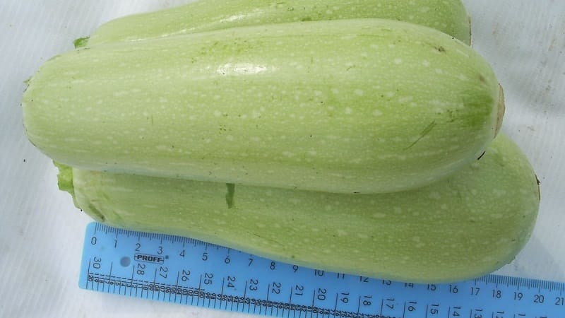 We grow disease-resistant Aral zucchini correctly and break yield records