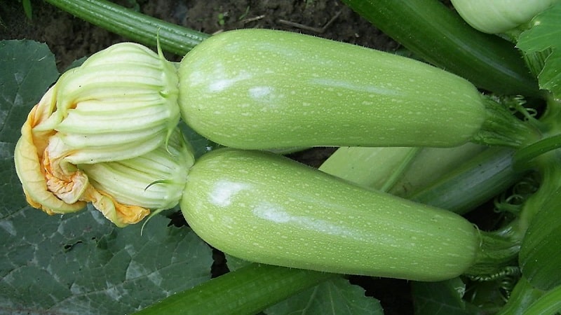 Nagtatanim kami ng Aral zucchini na lumalaban sa sakit nang tama at sinisira ang mga rekord ng ani