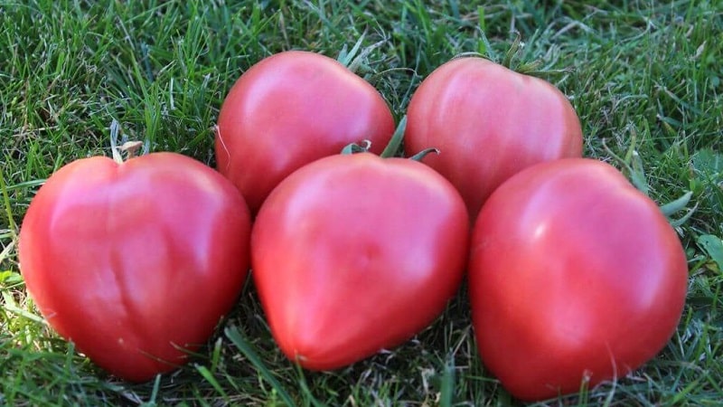 Alto rendimiento y frutos grandes con un sabor delicado: tomate Eagle Heart: cómo cultivarlo usted mismo sin problemas