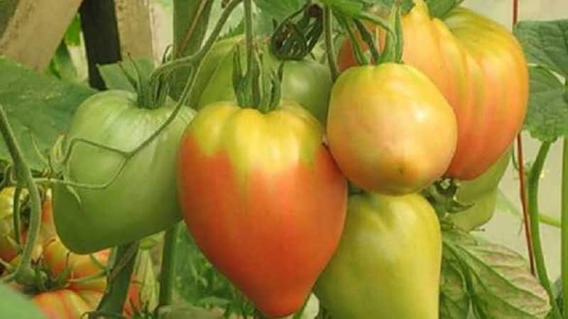 Frutos grandes e de alto rendimento com sabor delicado: tomate Eagle Heart - como cultivar você mesmo sem complicações