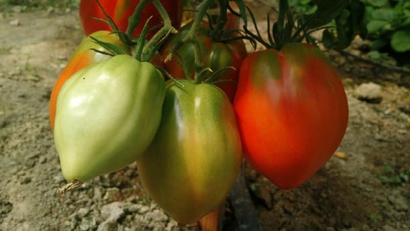 Frutos grandes e de alto rendimento com sabor delicado: tomate Eagle Heart - como cultivar você mesmo sem complicações