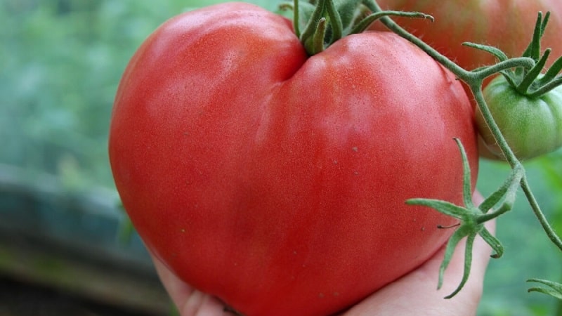 Hög avkastning och stora frukter med delikat smak: Eagle Heart tomat - hur man odlar den själv utan krångel