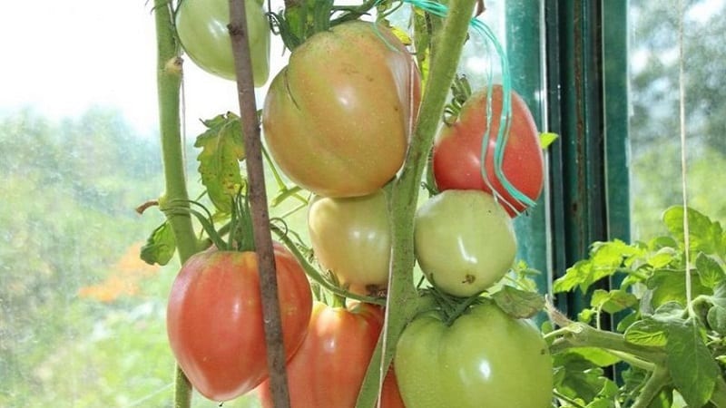 Frutos grandes e de alto rendimento com sabor delicado: tomate Eagle Heart - como cultivar você mesmo sem complicações