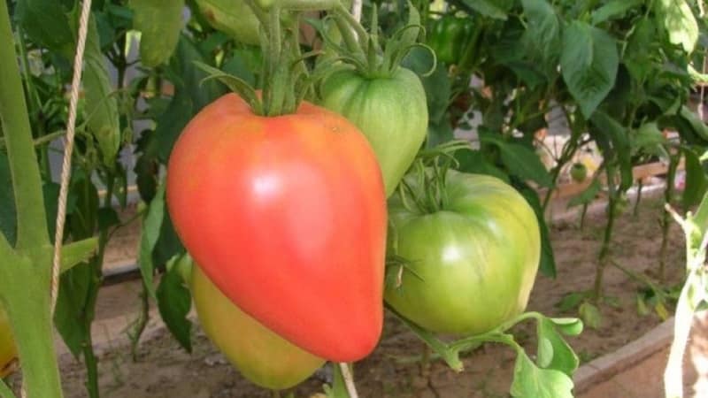 Frutos grandes e de alto rendimento com sabor delicado: tomate Eagle Heart - como cultivar você mesmo sem complicações