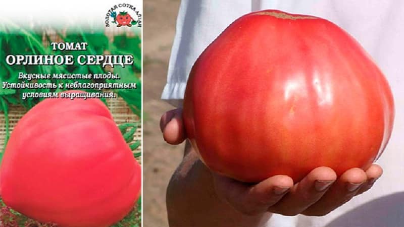 Mataas na ani at malalaking prutas na may masarap na lasa: Eagle Heart tomato - kung paano palaguin ito sa iyong sarili nang walang abala