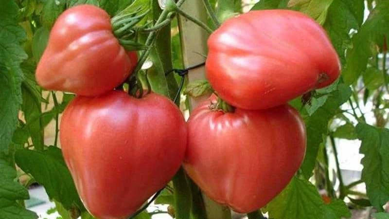 Frutos grandes e de alto rendimento com sabor delicado: tomate Eagle Heart - como cultivar você mesmo sem complicações