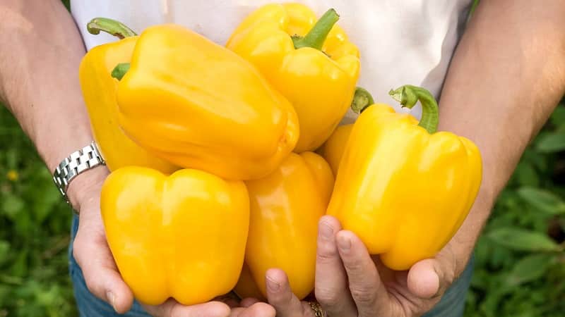 Bright and tasty sweet pepper Golden miracle: rules of care for a rich harvest