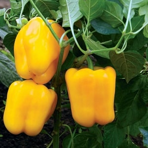 Bright and tasty sweet pepper Golden miracle: rules of care for a rich harvest