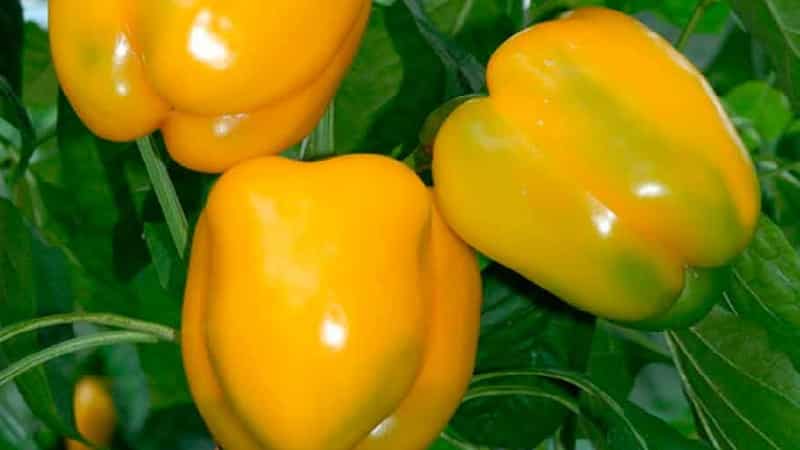 Bright and tasty sweet pepper Golden miracle: rules of care for a rich harvest