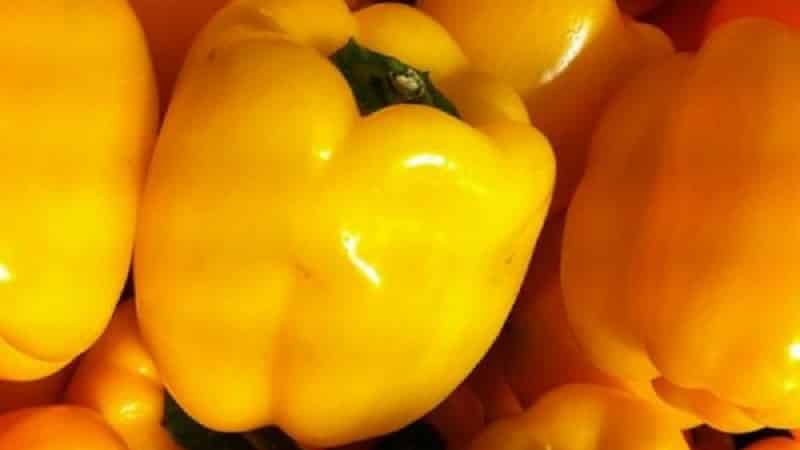 Bright and tasty sweet pepper Golden miracle: rules of care for a rich harvest