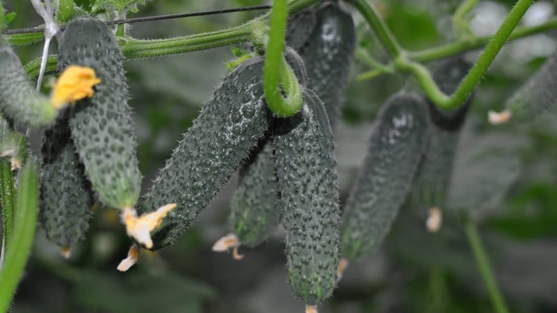 Madaling alagaan ang cucumber na si Lyutoyar F1, na nagdudulot ng masagana at maagang ani