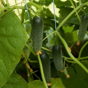 Easy-to-care cucumber Lyutoyar F1, which brings a rich and early harvest