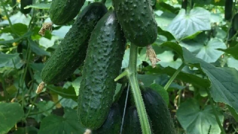 Easy-to-care cucumber Lyutoyar F1, which brings a rich and early harvest