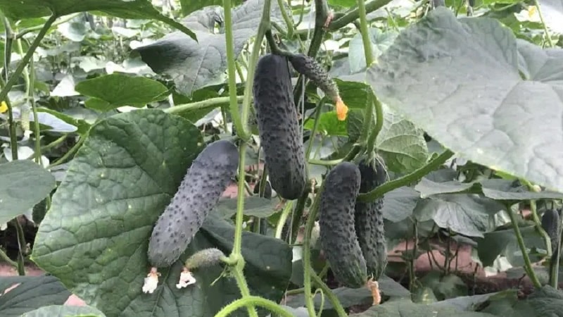 Easy-to-care cucumber Lyutoyar F1, which brings a rich and early harvest