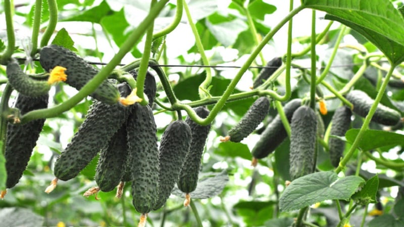 Easy-to-care cucumber Lyutoyar F1, which brings a rich and early harvest