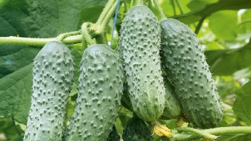 Dutch hybrid cucumber Cedric, recommended for growing in greenhouse conditions