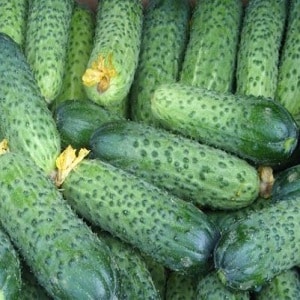 Dutch hybrid cucumber Cedric, recommended for growing in greenhouse conditions