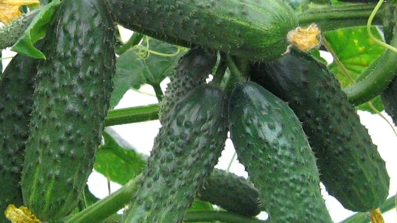 Revisão do híbrido de pepino Satin, que até um iniciante pode cultivar