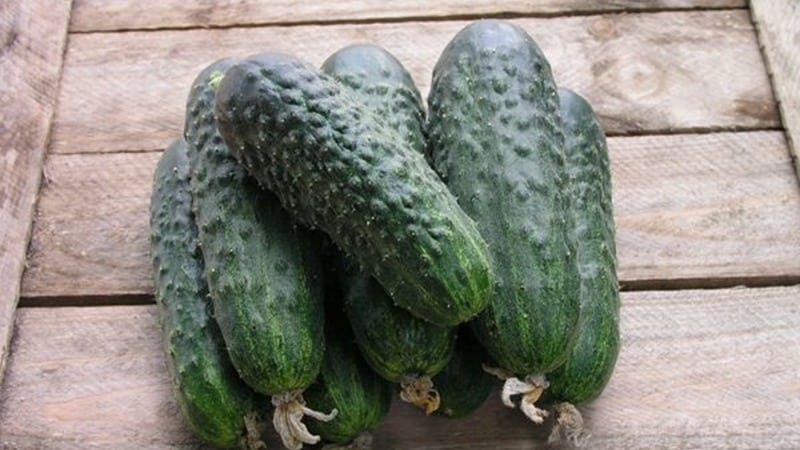 Revisão do híbrido de pepino Satin, que até um iniciante pode cultivar