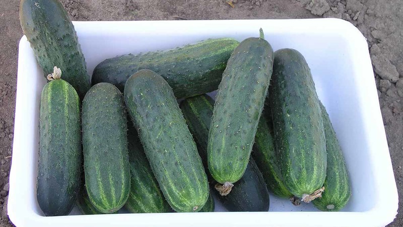 Revisão do híbrido de pepino Satin, que até um iniciante pode cultivar