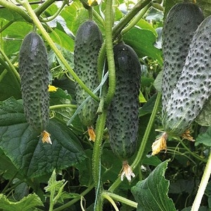 Ano ang mabuti tungkol sa Bjorn hybrid cucumber at bakit sulit na subukang palaguin ito?