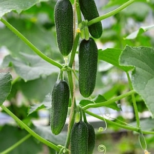 Ano ang mabuti tungkol sa Bjorn hybrid cucumber at bakit sulit na subukang palaguin ito?