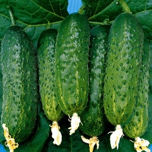 Ano ang mabuti tungkol sa Bjorn hybrid cucumber at bakit sulit na subukang palaguin ito?