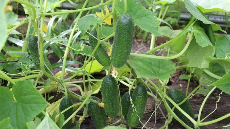 Kilalanin natin ang cucumber hybrid Alex f1 at alamin kung paano ito palaguin ng tama