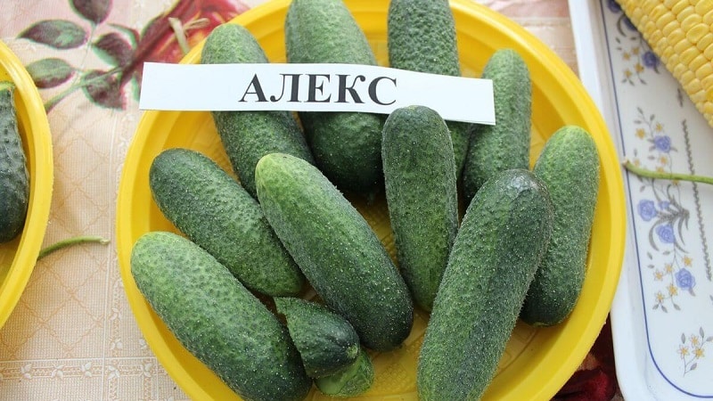 Let's get acquainted with the cucumber hybrid Alex f1 and learn how to grow it correctly