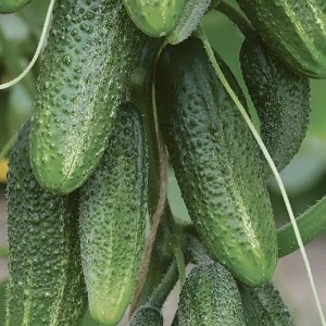 Let's get acquainted with the cucumber hybrid Alex f1 and learn how to grow it correctly