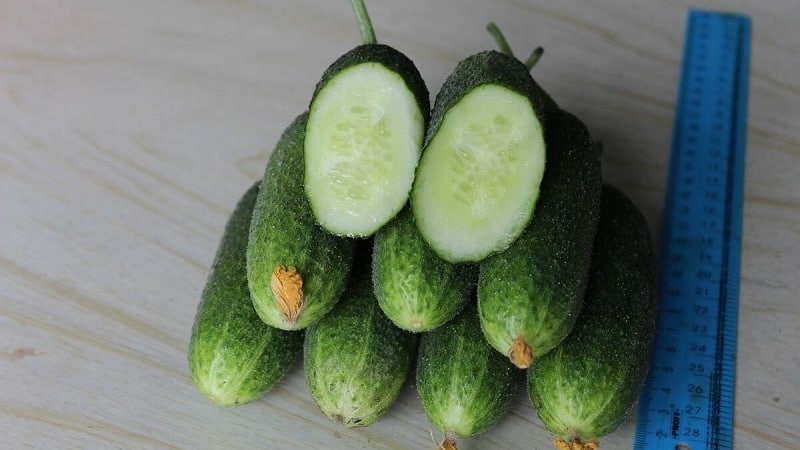 Kilalanin natin ang cucumber hybrid Alex f1 at alamin kung paano ito palaguin ng tama