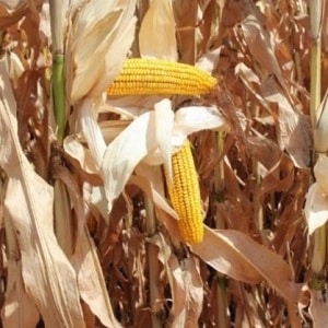 How to understand that corn is ripe: we harvest on time, depending on its further use