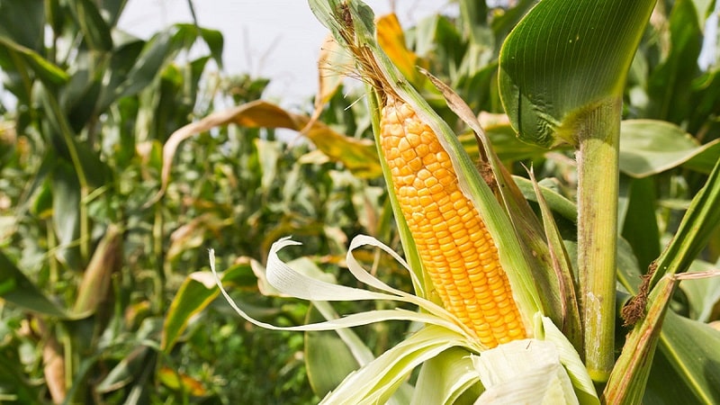 How to understand that corn is ripe: we harvest on time, depending on its further use